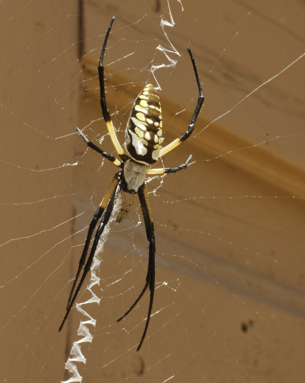 texas-barn-spider